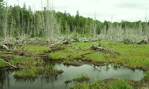 Salmon Brook Lake Bog by MissingLynx