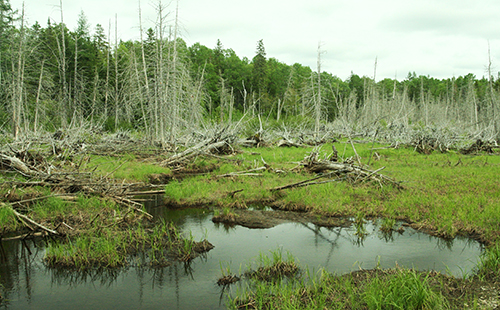 Salmon Brook Lake Bog by MissingLynx