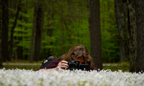 capturing bluets at Sebago Lake State Park Erika Zambello