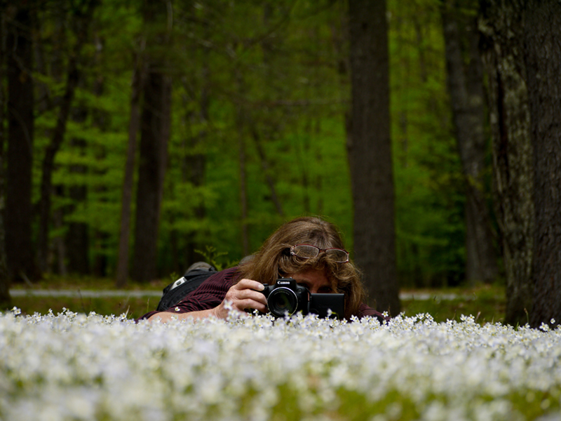 capturing bluets at Sebago Lake State Park Erika Zambello