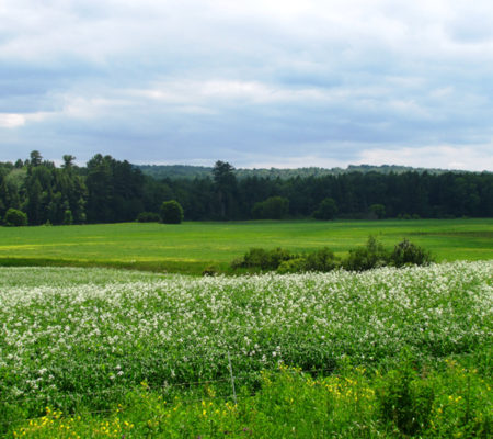 A field in Dover-Foxcroft