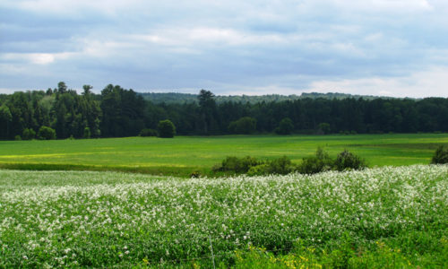 A field in Dover-Foxcroft