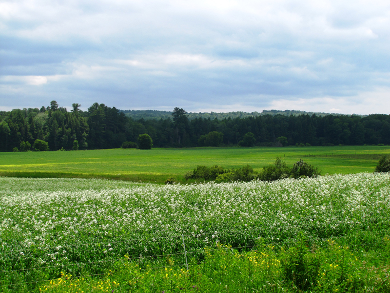 A field in Dover-Foxcroft