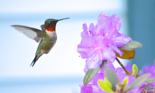 hummingbird by Rebecca Tripp