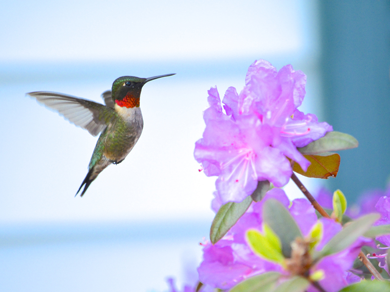 hummingbird by Rebecca Tripp