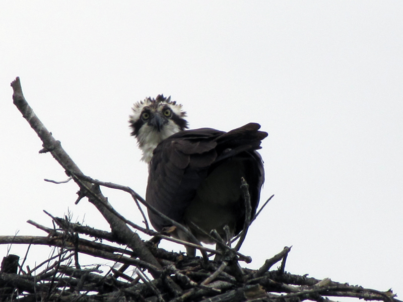 Juvenile Osprey in Augusta