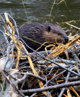 public reserved land BEAVER BUILDING DAM AT DEAD RIVER