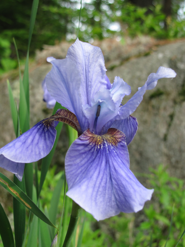 Wild Iris near Sebec Lake