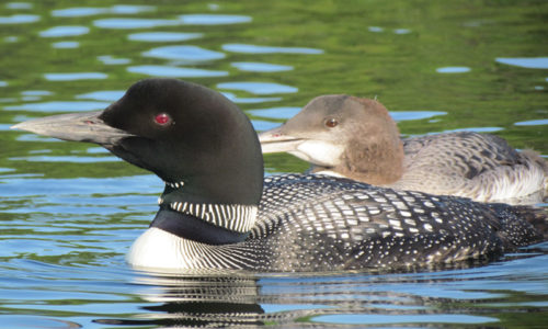 loons by Tina Richard