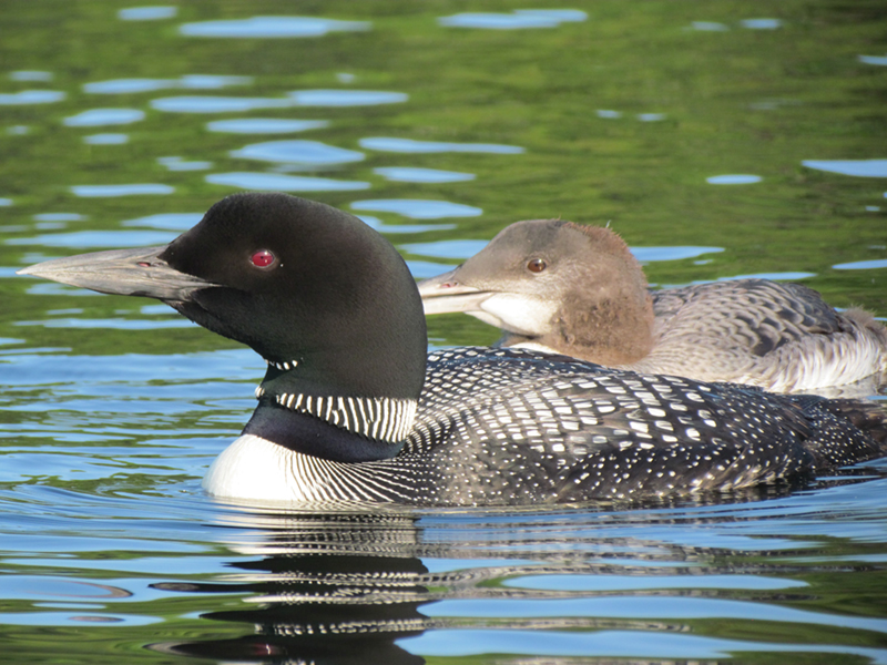 loons by Tina Richard