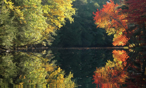 Autumn Symmetry by Steve Cartwright