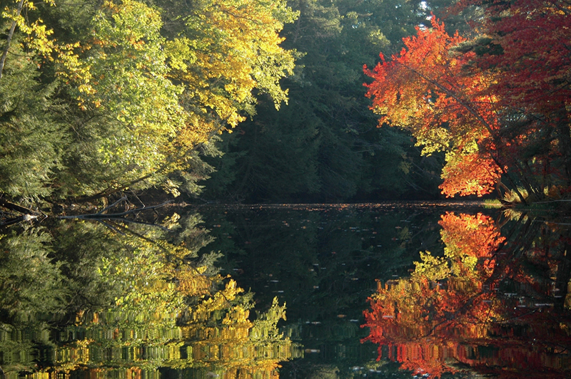 Autumn Symmetry by Steve Cartwright