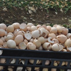 Save your eggshells for the garden. They are nearly 100% calcium.