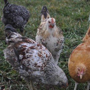 Chickens LOVE food scraps. And you'll love the eggs they produce!