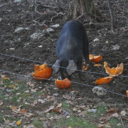 Our pigs eat the pumpkins we didn't sell by Halloween.