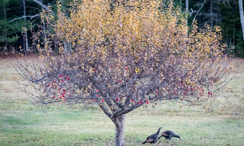 Thanksgiving turkeys Bill Brooke