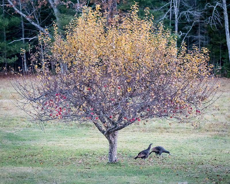 Thanksgiving turkeys Bill Brooke