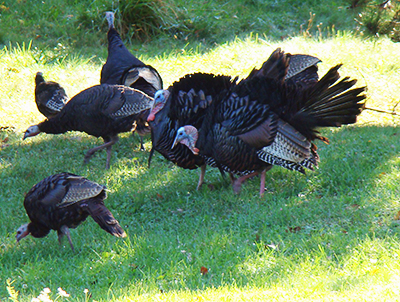 Wild Turkeys in Winthrop, Maine. Photo by Beth Dimond Comeau.