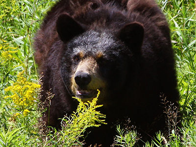 Maine black bear