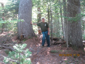 Large White Pines along the river with author