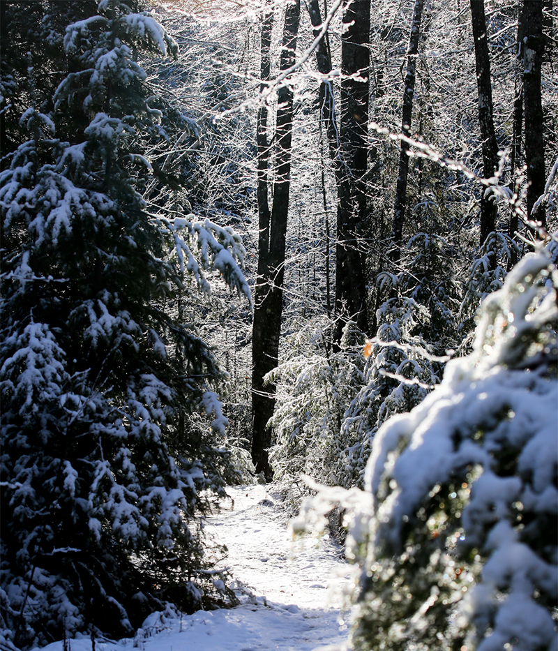 "Cozy Trail"