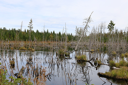 Beaver Bog