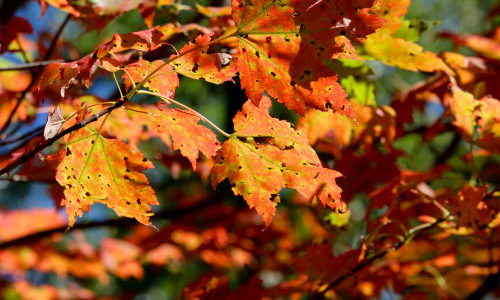 Fall foliage, Fourth Lake, by Erika Zambello