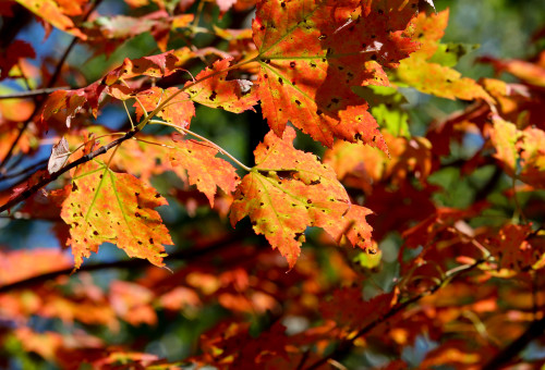 Fall foliage, Fourth Lake, by Erika Zambello