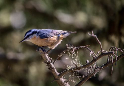 Nuthatch, by Erika Zambello