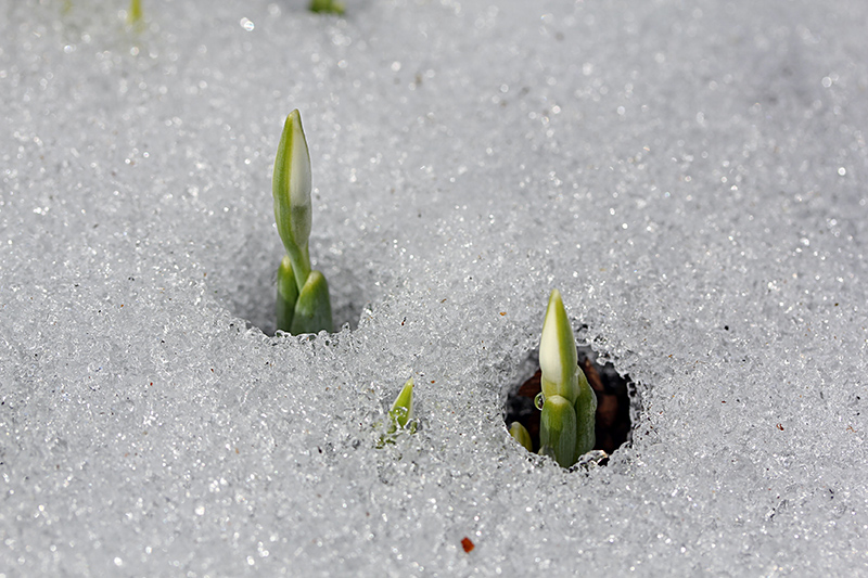 snowdrops resized2