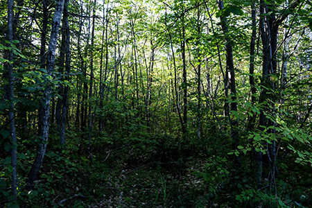 Sun filtering through the trees in the Katahdin Woods and Waters Recreation Area