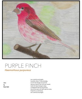 Purple Finch species card