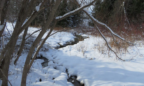 stream at Viles Arboretum