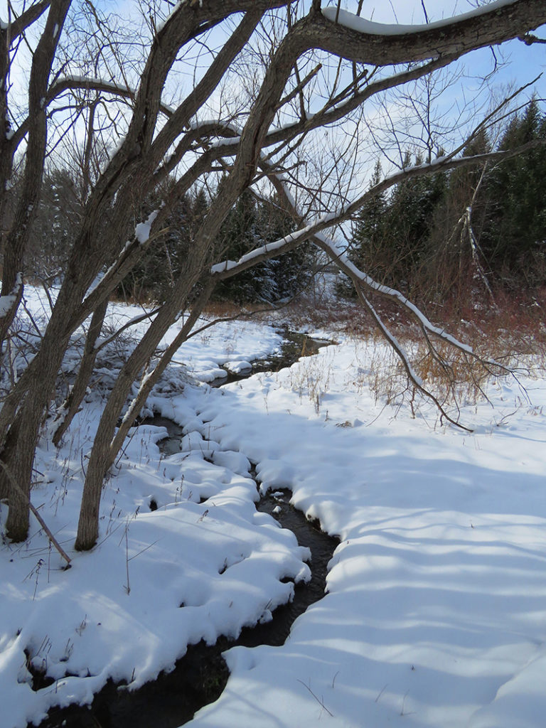 stream at Viles Arboretum Jayne Winters