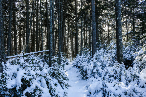 A trail through the woods