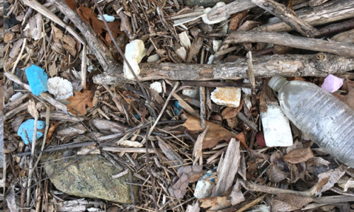 Litter in Brunswick