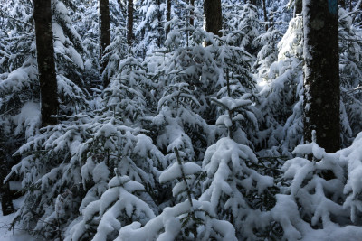 Fresh snowfall from the season's first blizzard