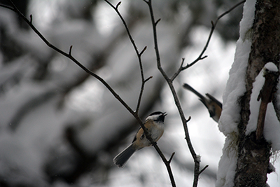 Black-capped Chickadee. Photo by Lindsey Rustad