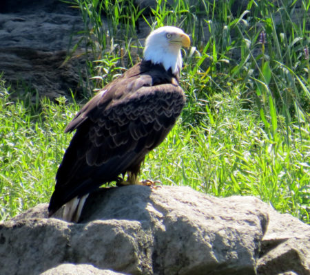Bald Eagle on the Kennebec