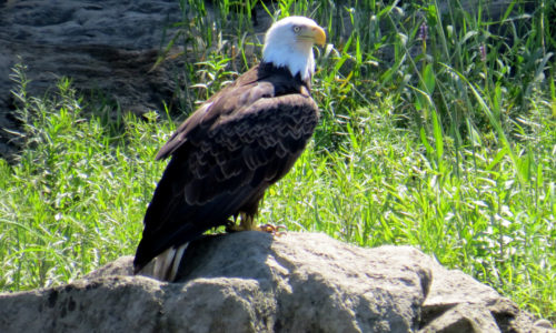 Bald Eagle on the Kennebec