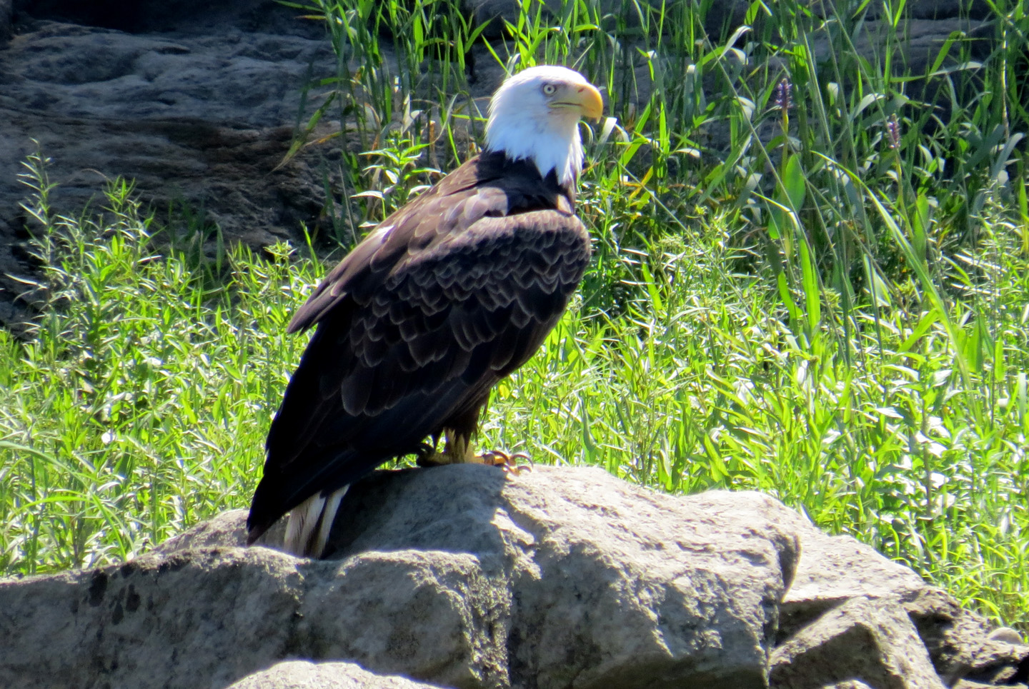 Bald Eagle on the Kennebec