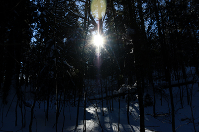 Sun streaming through the tree trunks