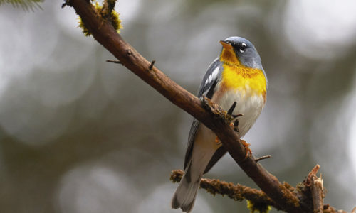 Northern Parula