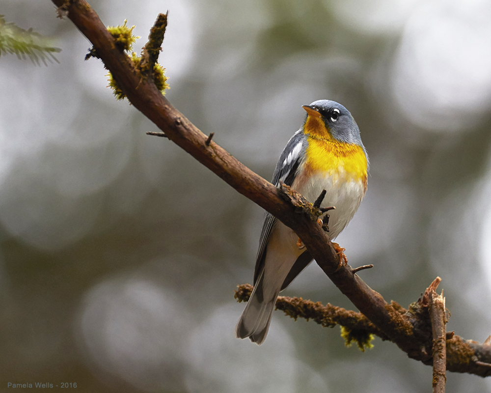 Northern Parula