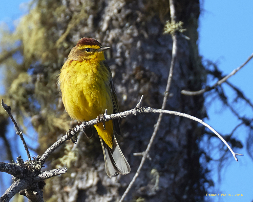 palm_warbler