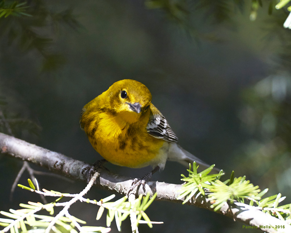 pine_warbler_2