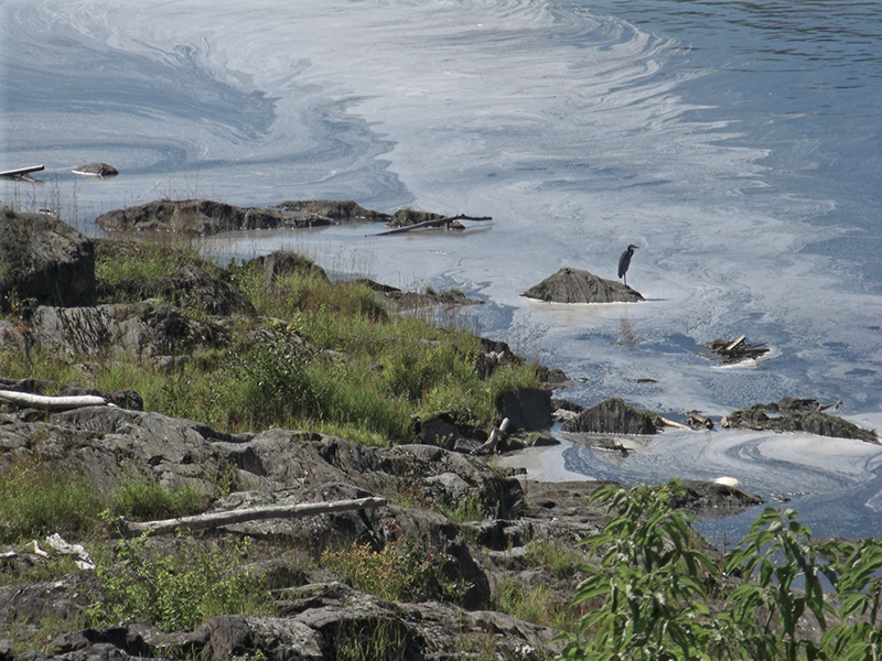 Great Blue Heron on Kennebec