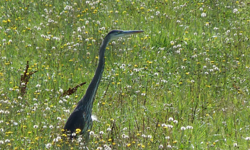 Great Blue Heron in North Fairfield