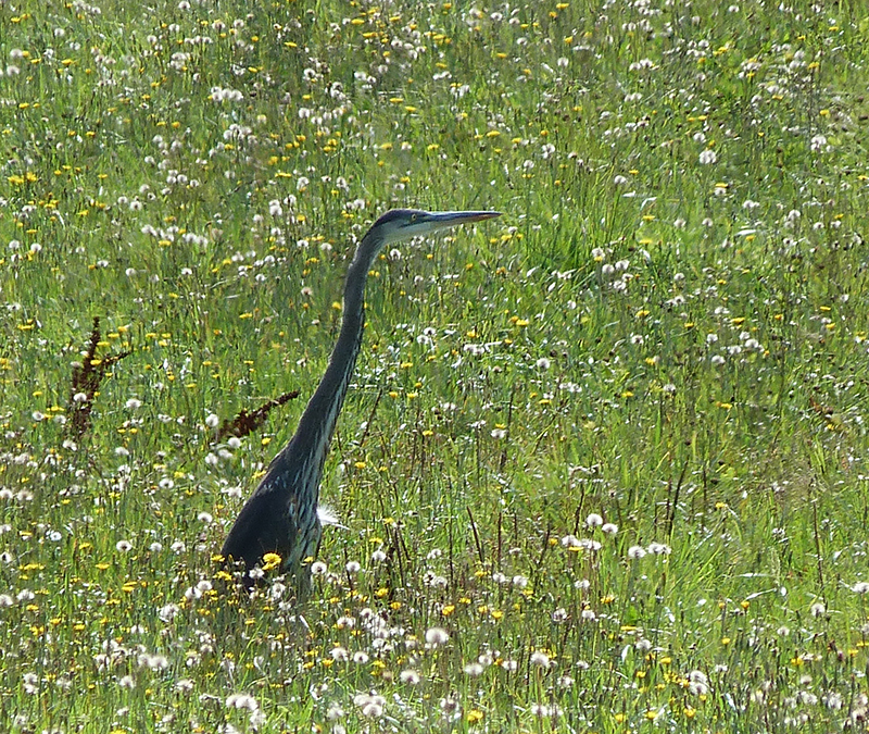 Great Blue Heron in North Fairfield