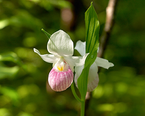 Showy lady's slipper by Pam Wells